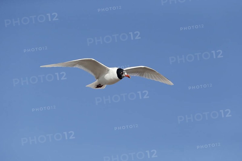 Adult mediterranean gull