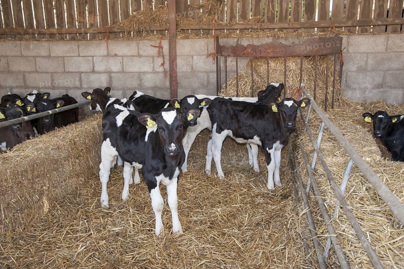 Holstein Friesian cattle