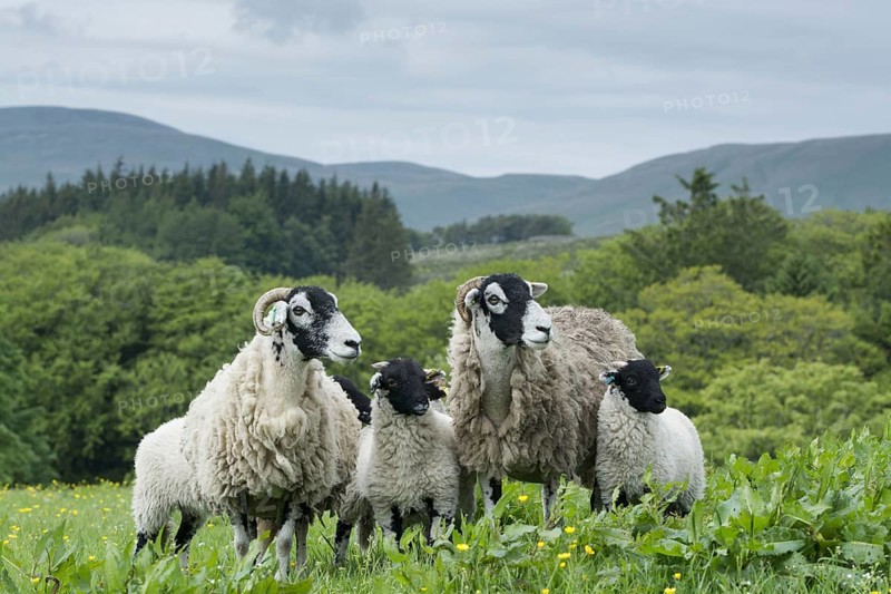 Swaledale sheep