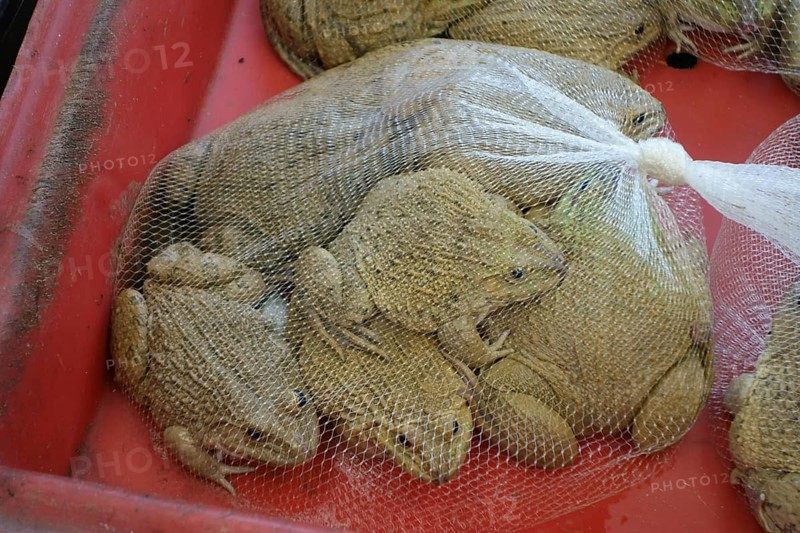 Chinese edible frogs