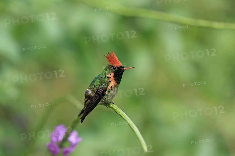 Tufted Coquette