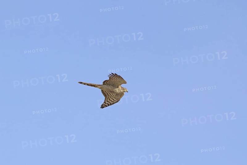 Eurasian Sparrowhawk