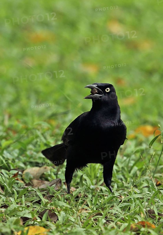 Great-tailed Grackle
