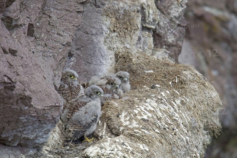 Common kestrel