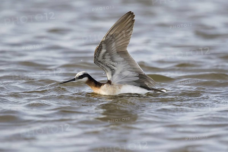 Wilson's Phalarope