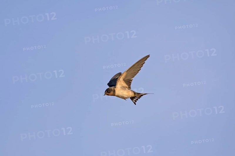 Barn Swallow