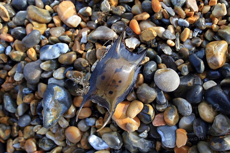Thornback Ray