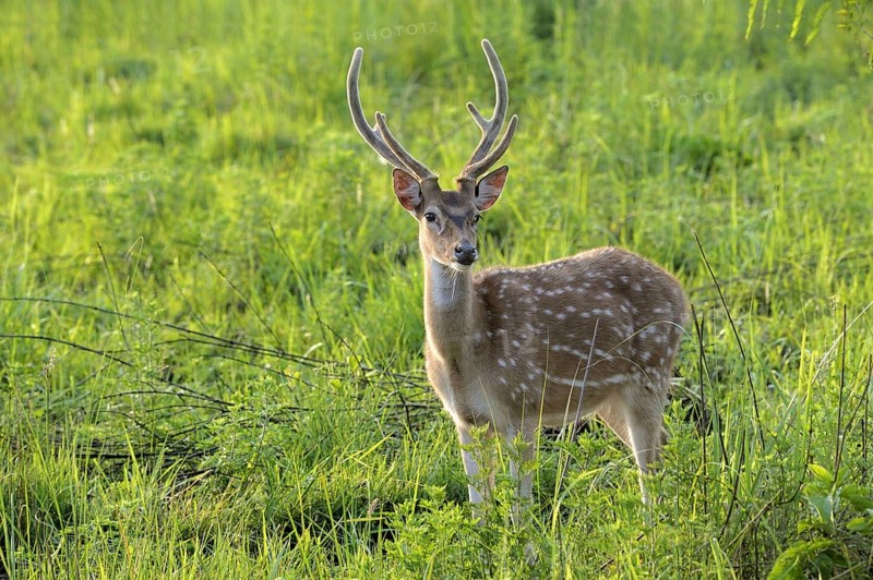 Spotted deer