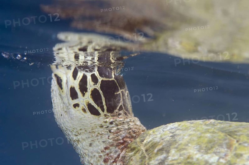 Loggerhead Turtle