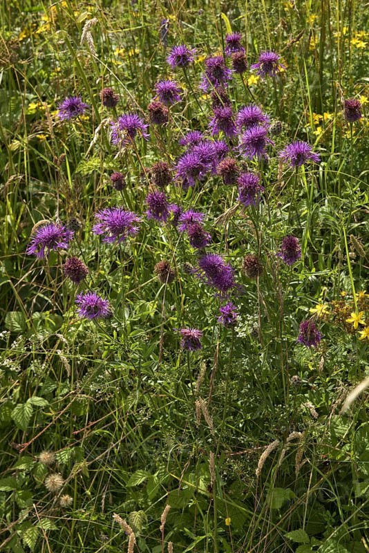 Purple flowers of the great knapweed