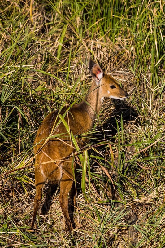 Bushbuck