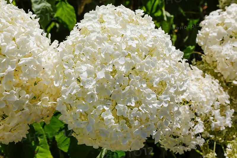 Schneeball-Hortensie