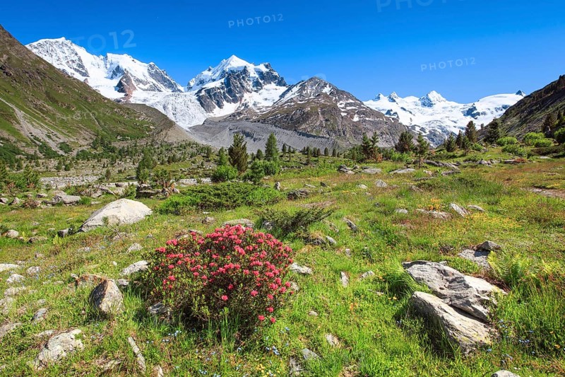 Zahleiche bluehende Alpenrosen vor dem schneebedekten Piz Roseg im Oberengadiner Val Roseg