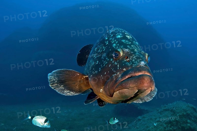 Dusky grouper