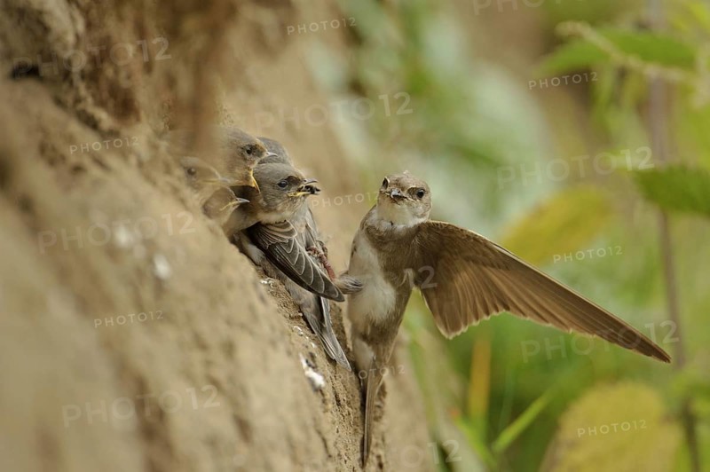Sand Martin