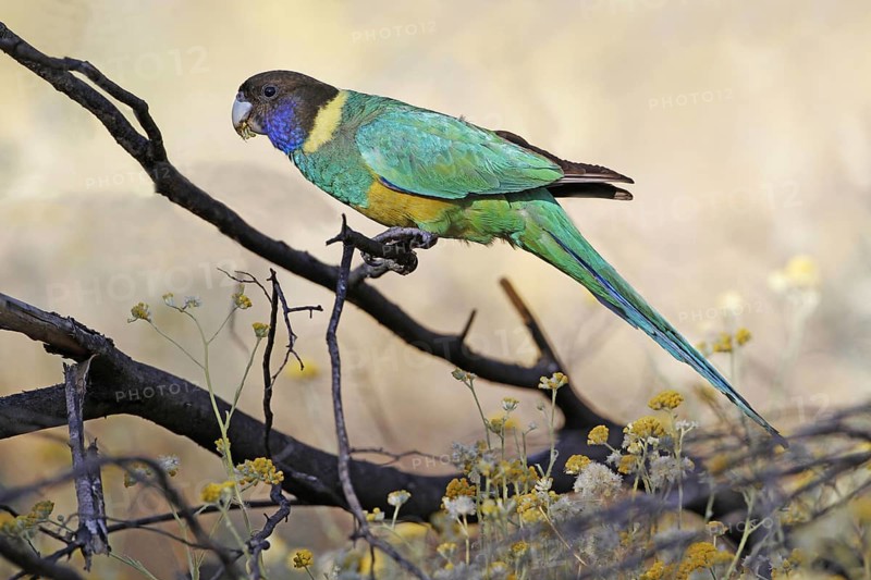 Australian ringneck