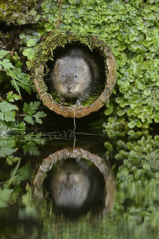 European water vole