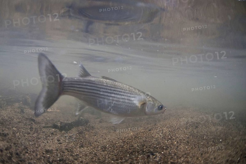 Thick lipped mullet