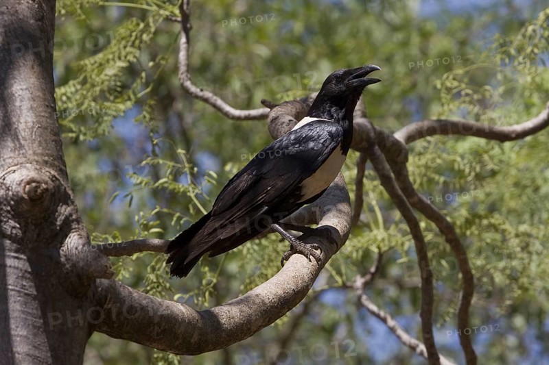 The rat crow in Berenty
