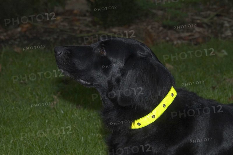Pedigree Dogs