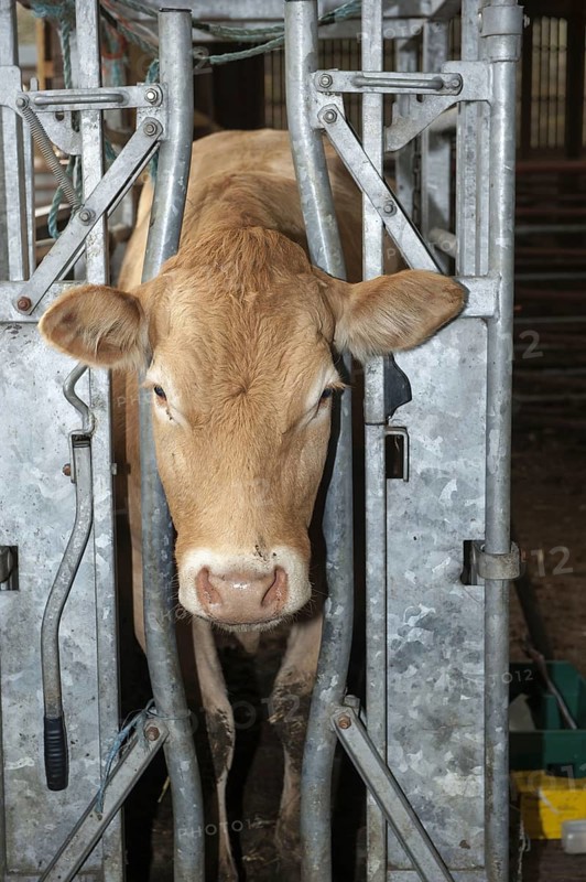 Beef cow husbandry