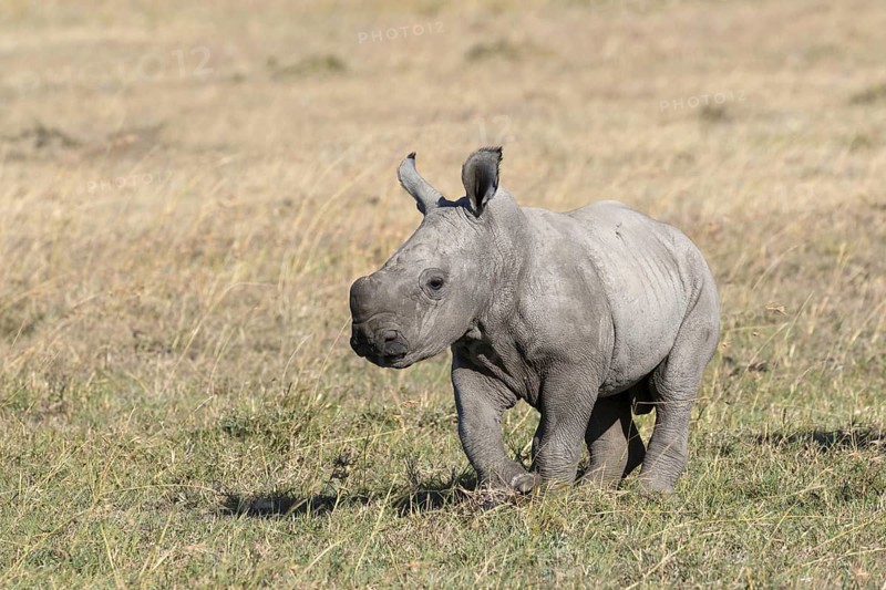 White rhinoceroses