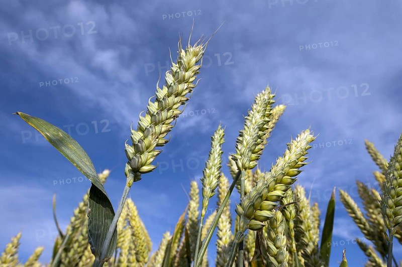 Wheat