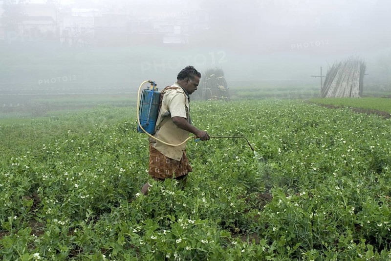Workers spraying pesticides on vegetable crops in terraced field