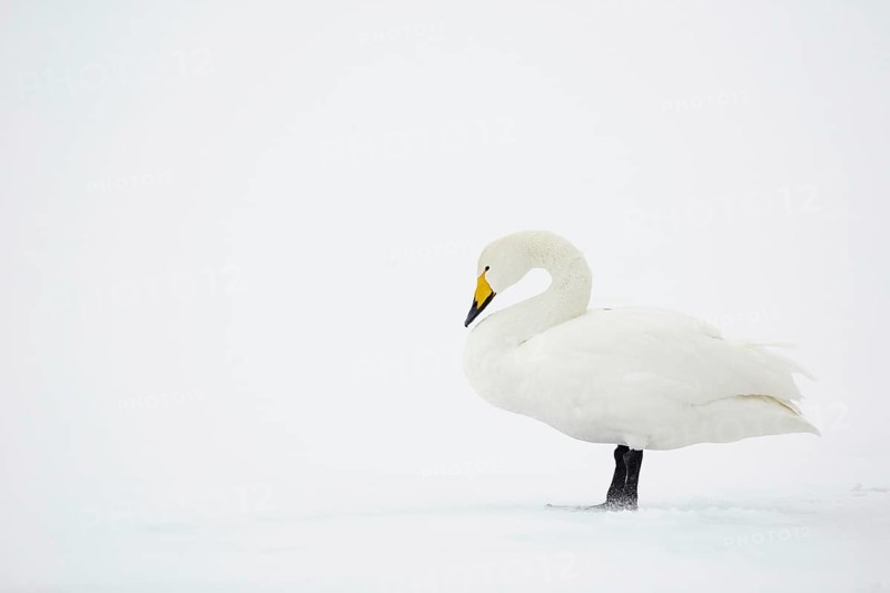 Adult whooper swan