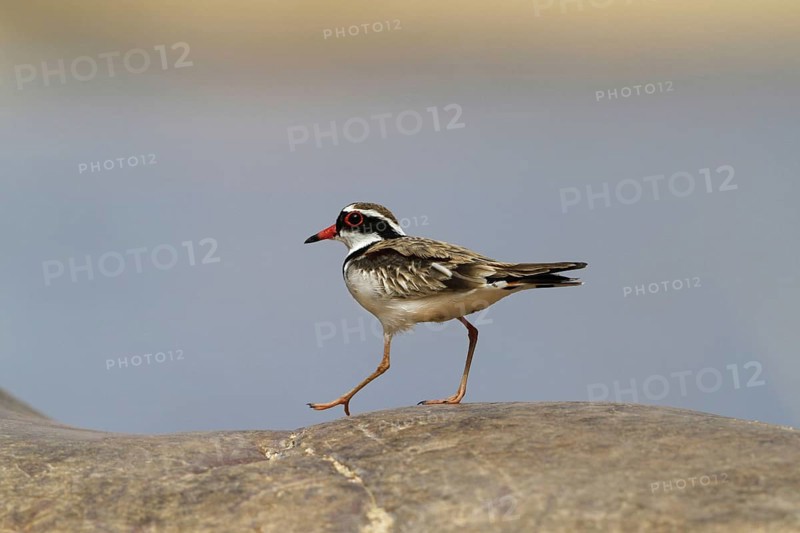 Black-fronted Dotterel