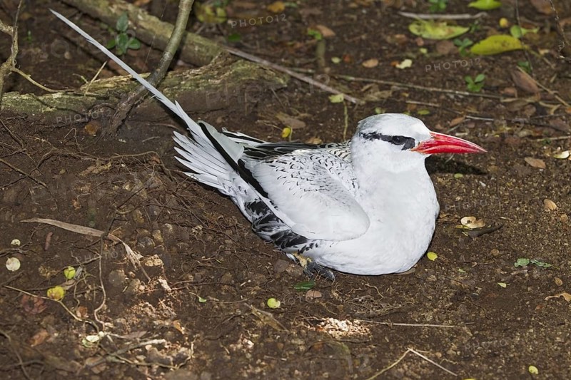 Red-billed Tropicbird