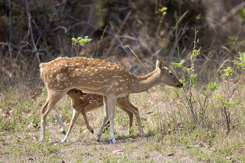 Spotted Deer