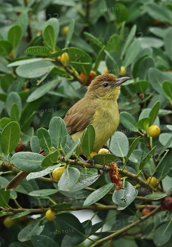 Yellow-bellied Greenbul