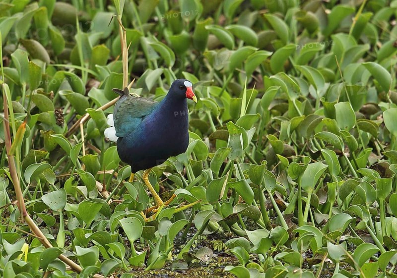 Purple Gallinule