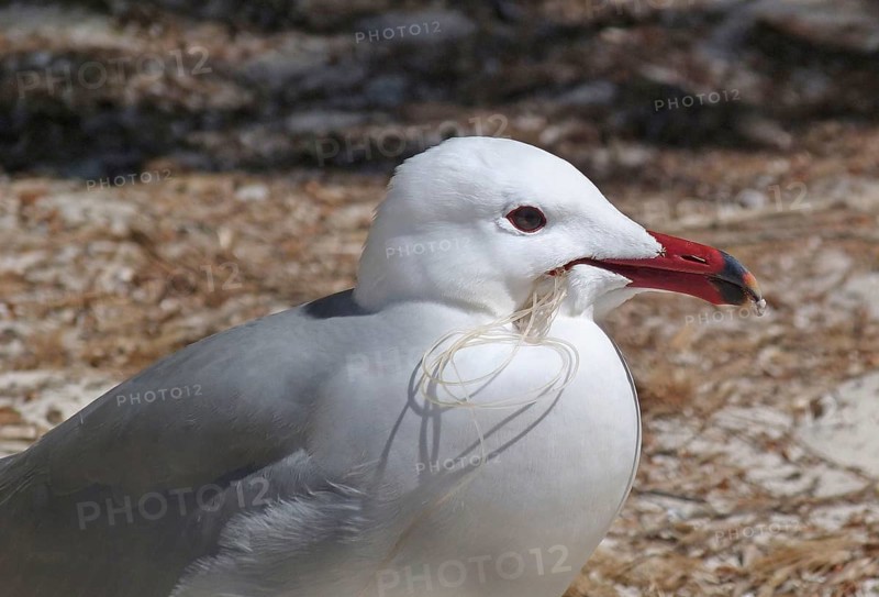 Audouin's Gull