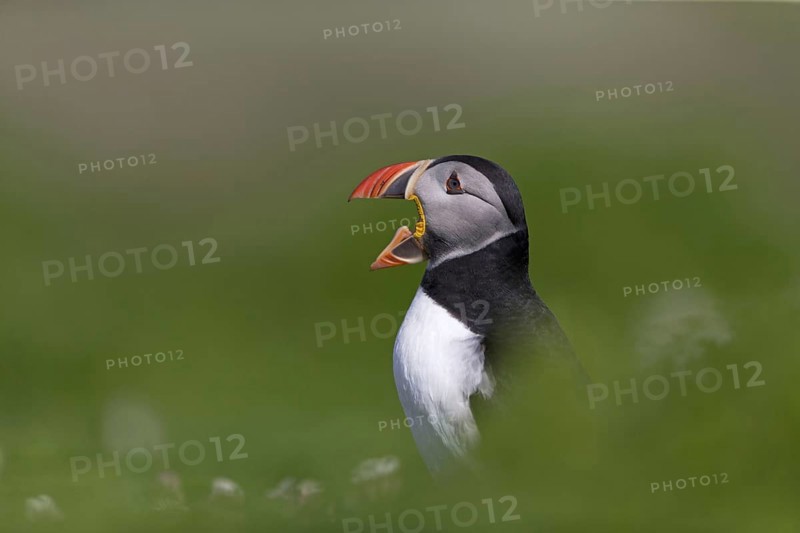 Puffin