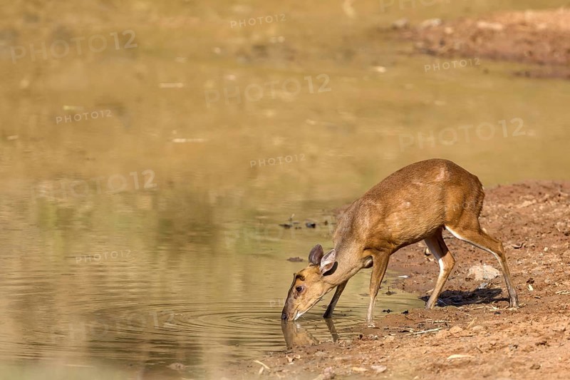 muntjac