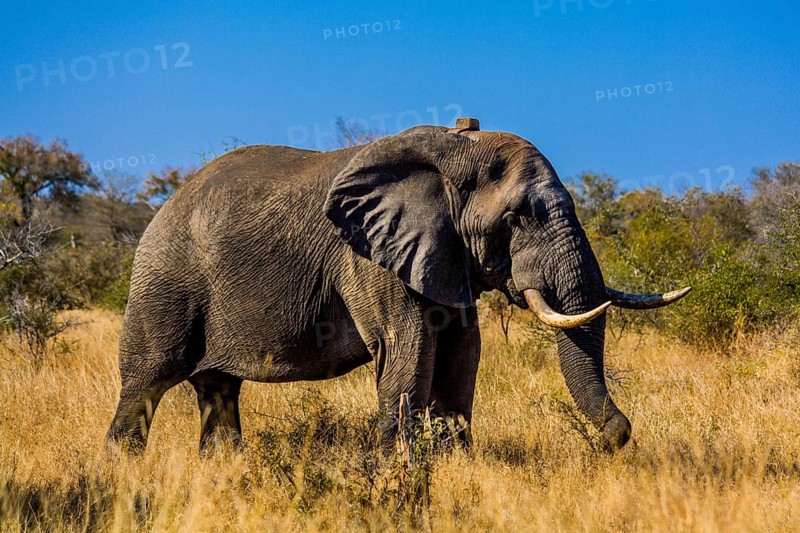 African elephant