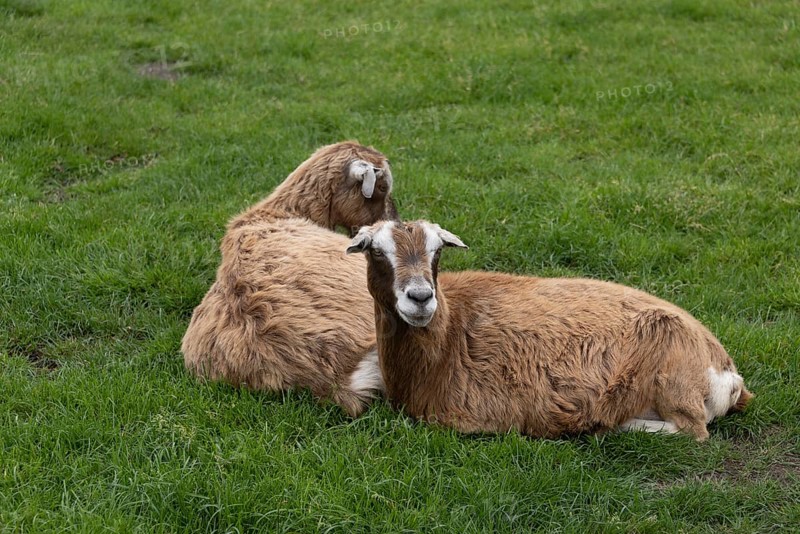 Two goats lying in the grass