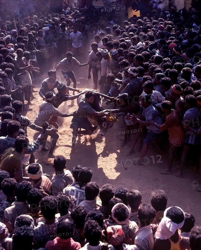 Jallikattu
