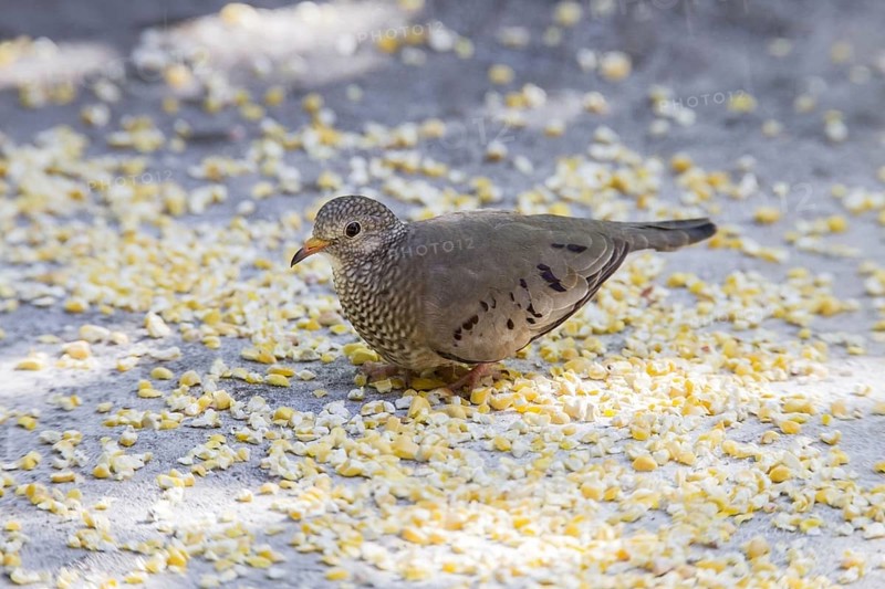 Common Ground-dove