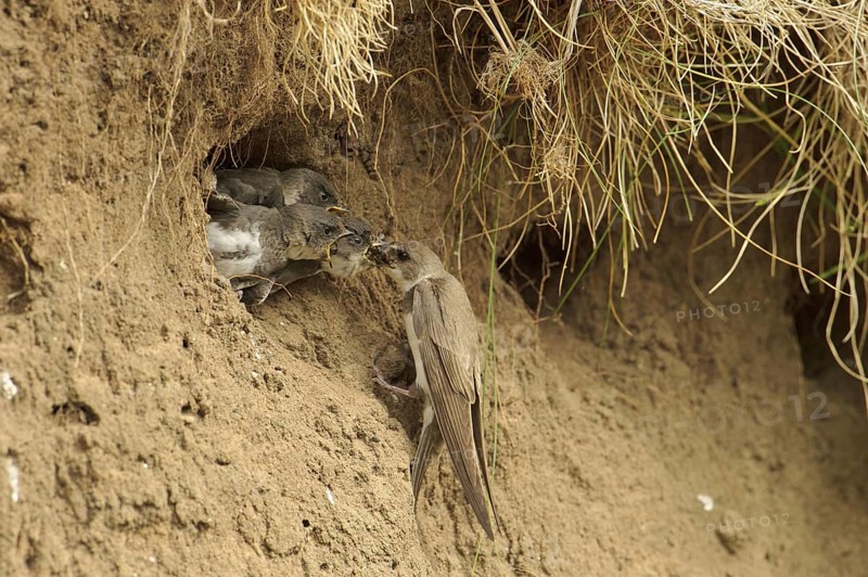 Sand Martin