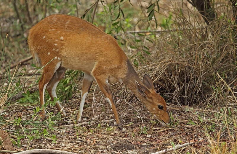 Southern Bushbuck