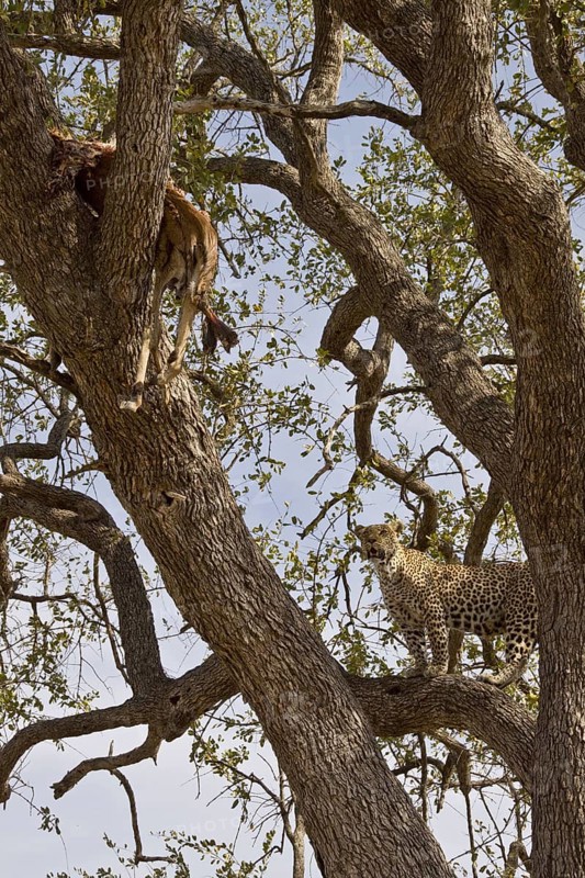 Pardusnian leopard leopards