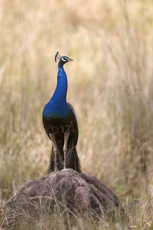 Indian indian peafowl