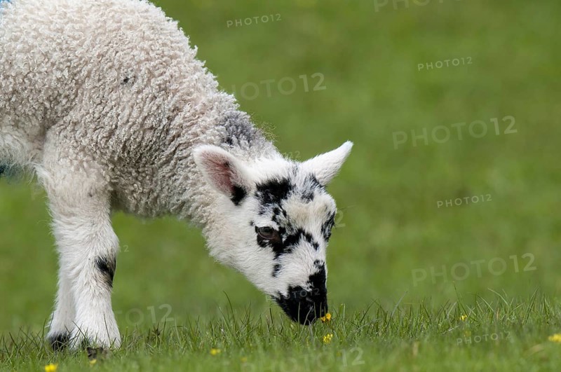 Domestic sheep
