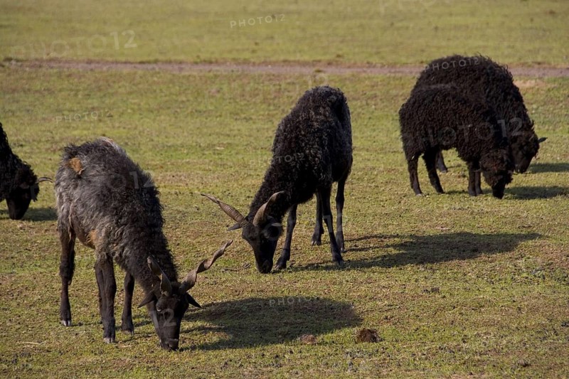 The Racka is a unique breed in which both ewes and rams have long spiral horns. The breed belongs to the zigzag type and originated in Hungary. The b