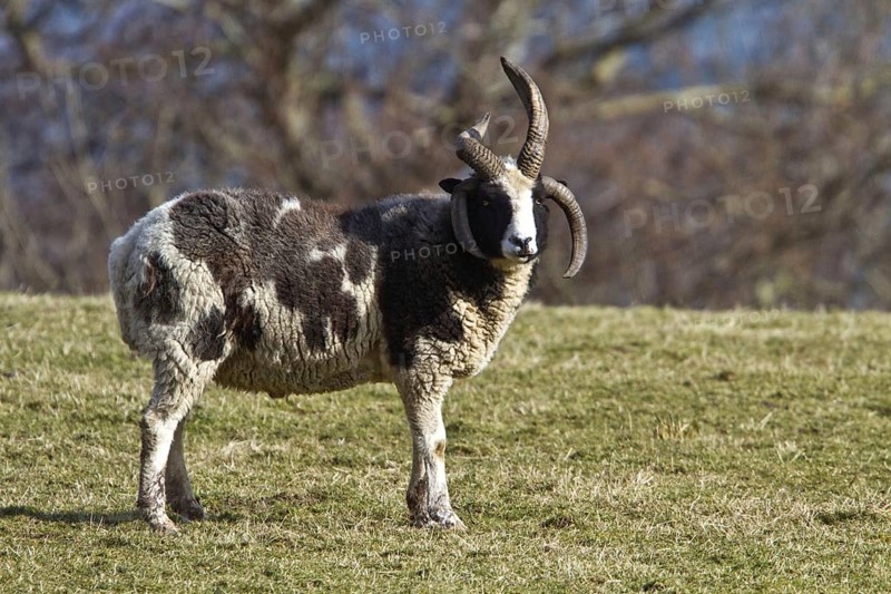 Jacob's sheep are a breed of unprocessed multi-horned sheep patterned with black and white patches. They are prized for their wool