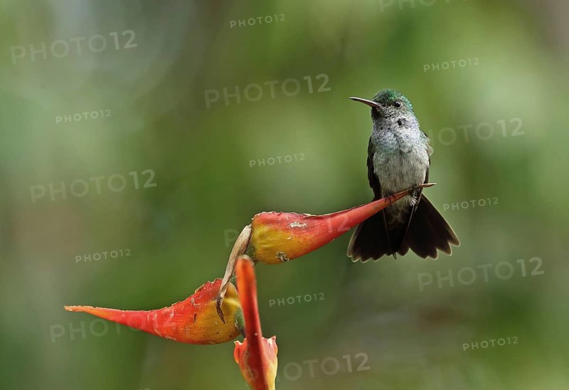 Blue-chested Hummingbird