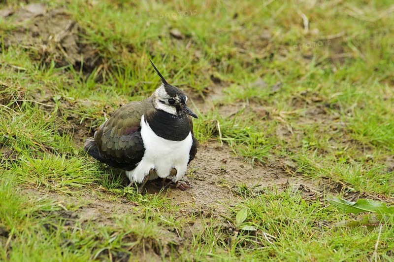 Northern northern lapwing